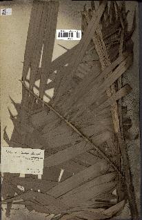 spécimen de Calamus deerratus