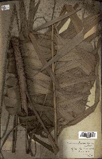 spécimen de Calamus deerratus