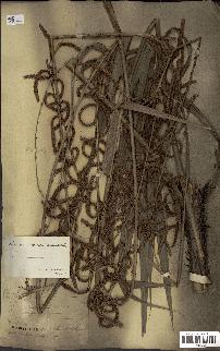 spécimen de Calamus deerratus