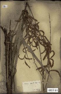 spécimen de Calamus deerratus