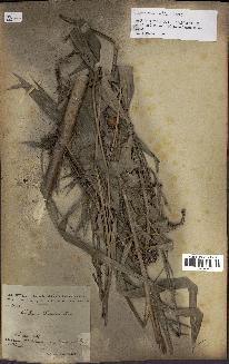 spécimen de Calamus deerratus