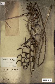 spécimen de Calamus deerratus