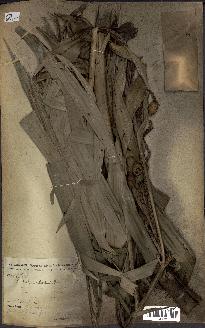 spécimen de Calamus deerratus