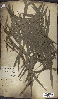 spécimen de Calamus deerratus