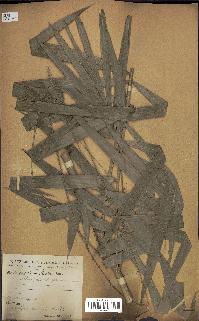 spécimen de Calamus deerratus