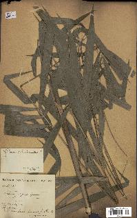 spécimen de Calamus deerratus