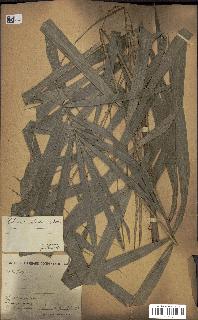 spécimen de Calamus deerratus