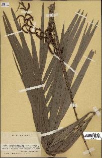 spécimen de Calamus deerratus