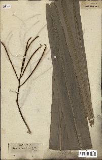spécimen de Corypha umbraculifera