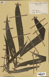 spécimen de Calamus sp.