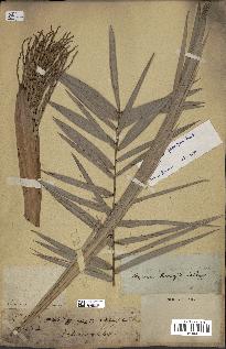 spécimen de Phoenix reclinata