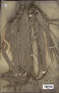 spécimen de Phoenix sylvestris