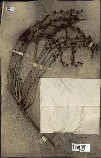 spécimen de Phoenix sylvestris
