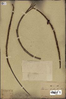spécimen de Podococcus barteri