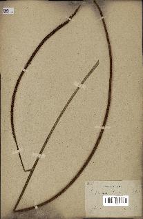 spécimen de Podococcus barteri
