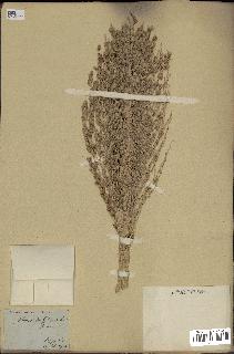 spécimen de Phoenix dactylifera