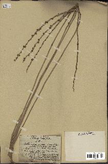 spécimen de Phoenix dactylifera