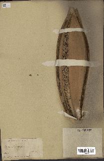 spécimen de Phoenix dactylifera