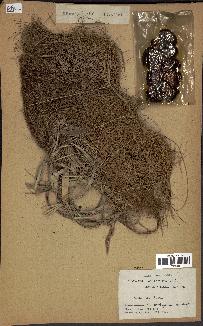 spécimen de Phoenix dactylifera