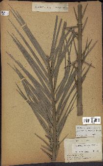 spécimen de Phoenix dactylifera