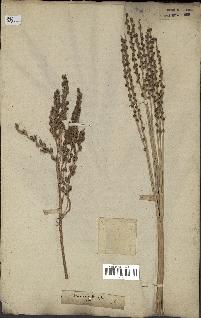 spécimen de Phoenix dactylifera