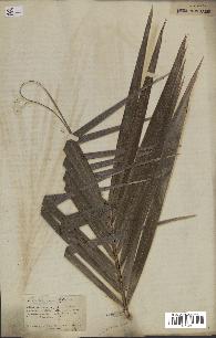 spécimen de Phoenix dactylifera