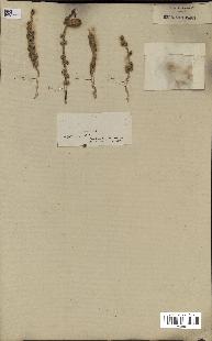 spécimen de Phoenix dactylifera
