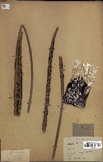 spécimen de Podococcus barteri