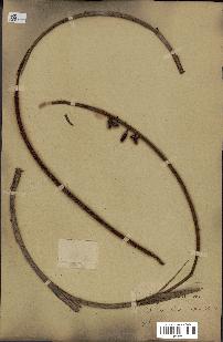spécimen de Podococcus barteri