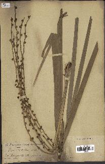 spécimen de Phoenix dactylifera