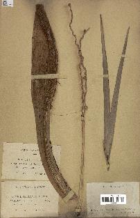 spécimen de Phoenix dactylifera
