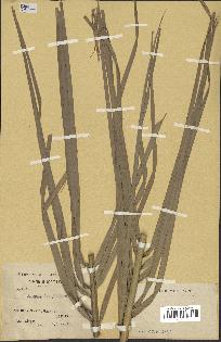 spécimen de Phoenix dactylifera