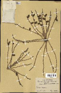 spécimen de Phoenix dactylifera