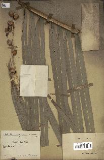 spécimen de Phoenix canariensis
