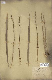 spécimen de Phoenix canariensis