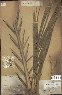 spécimen de Phoenix dactylifera