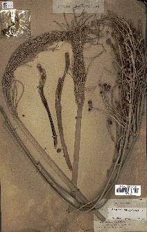 spécimen de Phoenix dactylifera