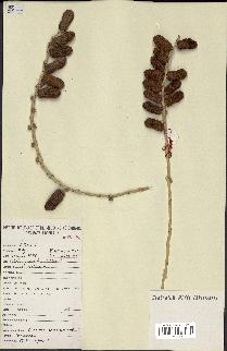 spécimen de Phoenix dactylifera