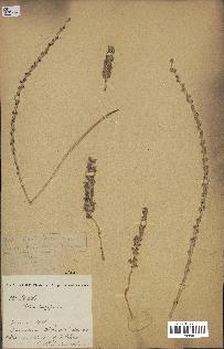 spécimen de Phoenix dactylifera