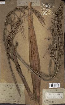 spécimen de Phoenix dactylifera