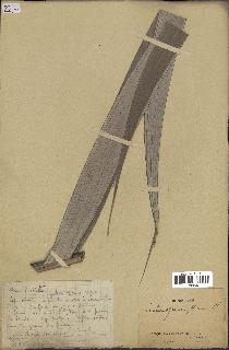 spécimen de Sclerosperma mannii