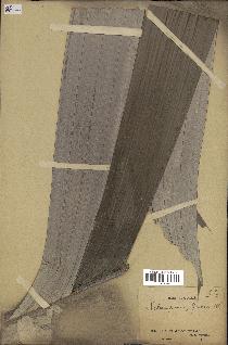 spécimen de Sclerosperma mannii