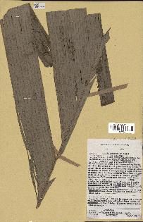 spécimen de Sclerosperma mannii