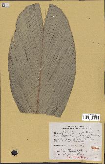 spécimen de Sclerosperma gilletii