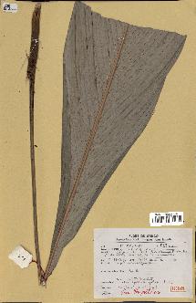 spécimen de Sclerosperma gilletii