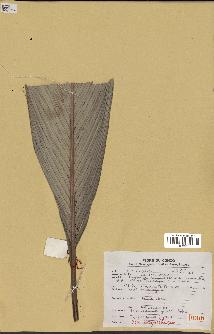 spécimen de Sclerosperma gilletii
