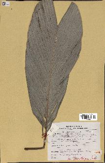 spécimen de Sclerosperma gilletii