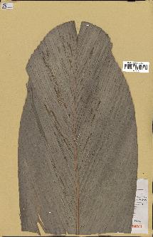 spécimen de Sclerosperma gilletii