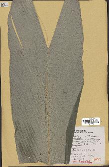 spécimen de Sclerosperma gilletii