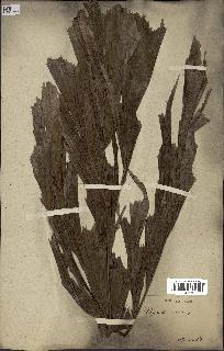 spécimen de Caryota urens